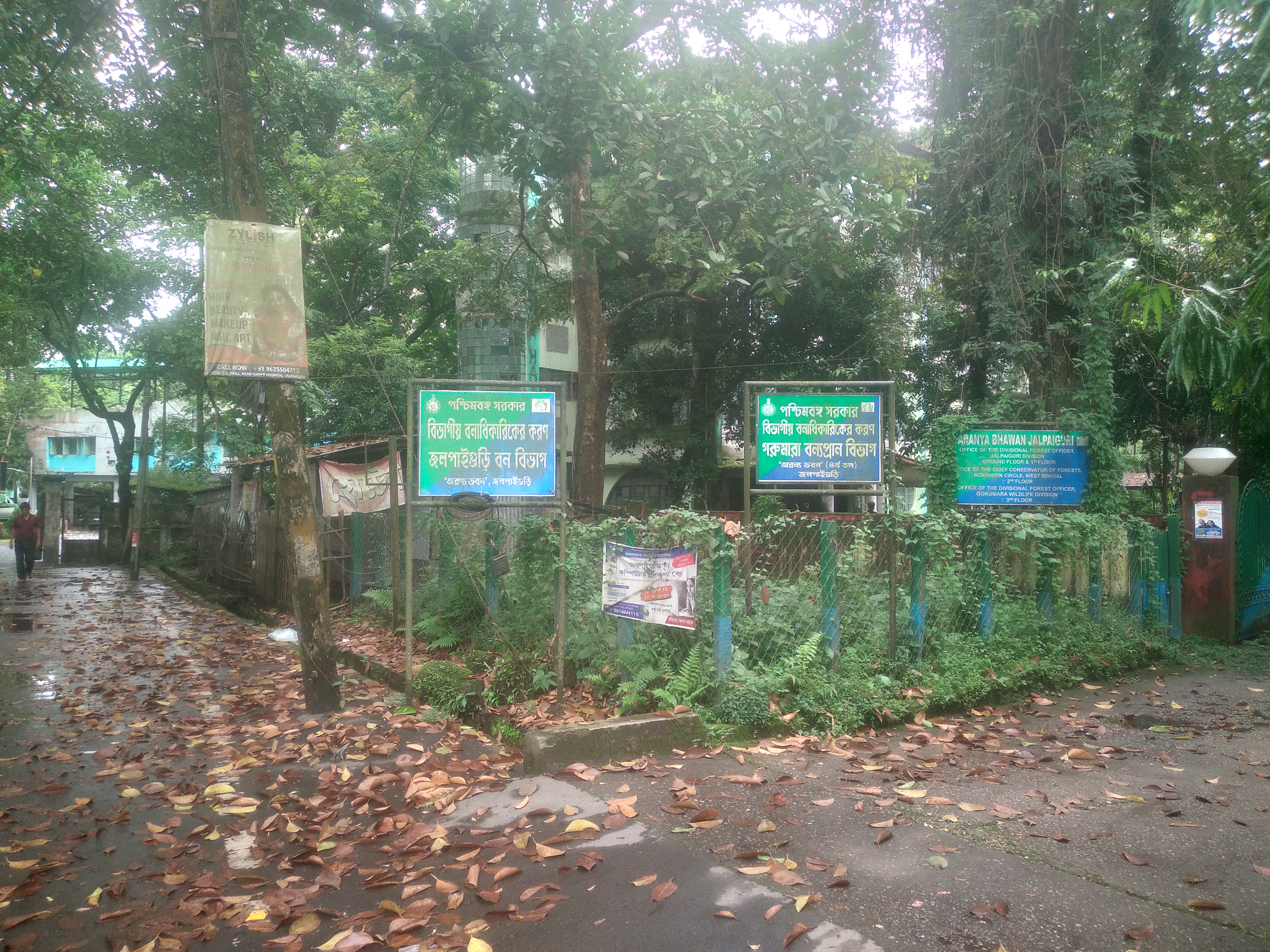 Forest wood  pachar coriander in jalpaiguri