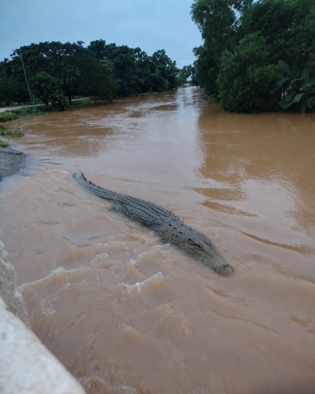 Jajpur Under Water: Embankment Breaches, Wildlife Sightings and Drinking Water Crisis Worsen Flood Misery.