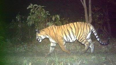 Male Tiger Camera-Trapped in Assam’s Dihing Patkai National Park