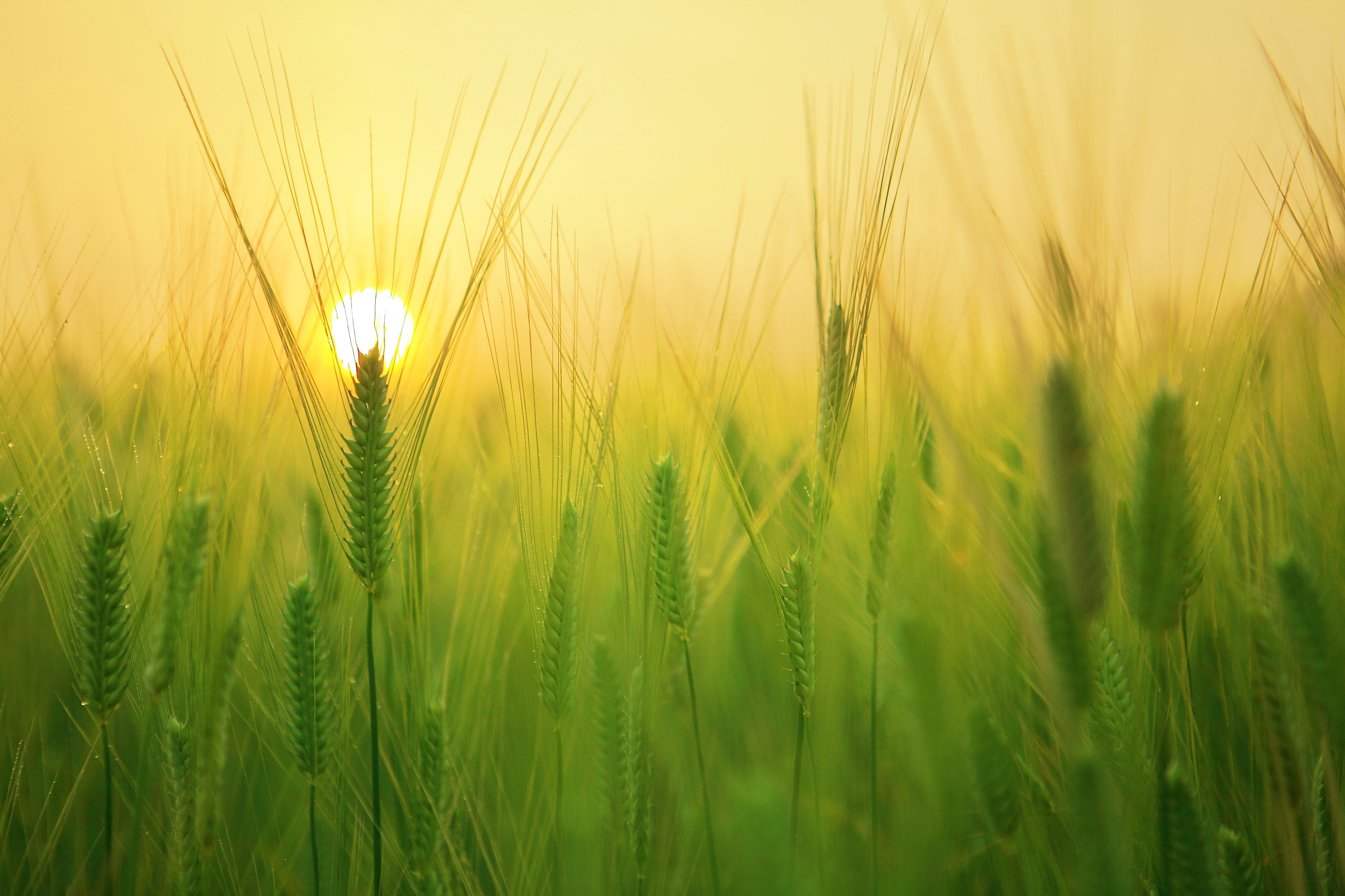 GLOBAL AGRIBUSINESS AND RURAL ENTERPRISE: OPPORTUNITIES FOR A SUSTAINABLE RURAL FUTURE