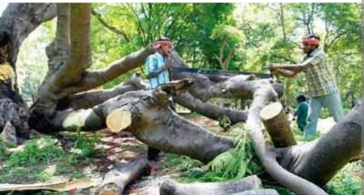 WEST BENGAL FOREST MPP RANGE UNDER DFO ILLIGAL FOREST ACTIVITIES