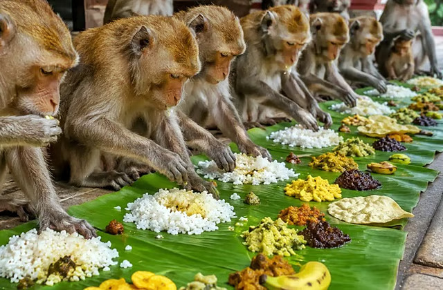 அறுசுவை உணவுடன் குரங்குகளுக்கு வழங்கப்பட்ட ஓணம் விருந்து..!!