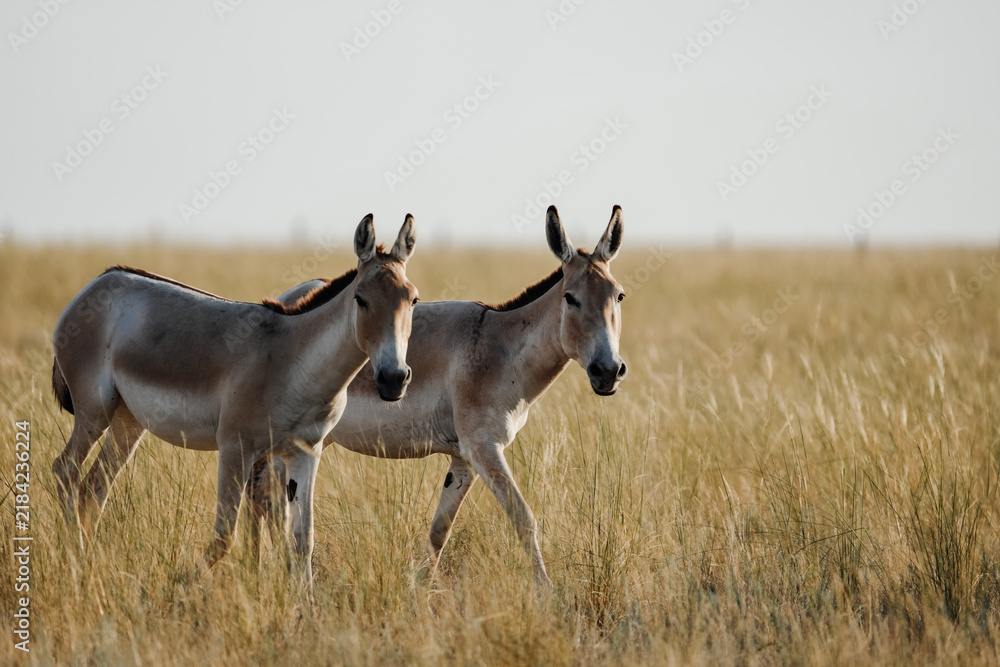28 Wild Donkeys Transform Israel’s Desert Ecosystem After 44 Years