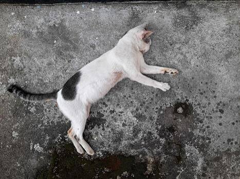 Mumbai’s ‘serial animal killer’ arrested; cats and dogs among victims in Trombay