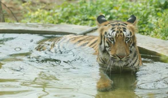 18-Year-Old Tigress Bijalee Dies at Sanjay Gandhi National Park in Mumbai