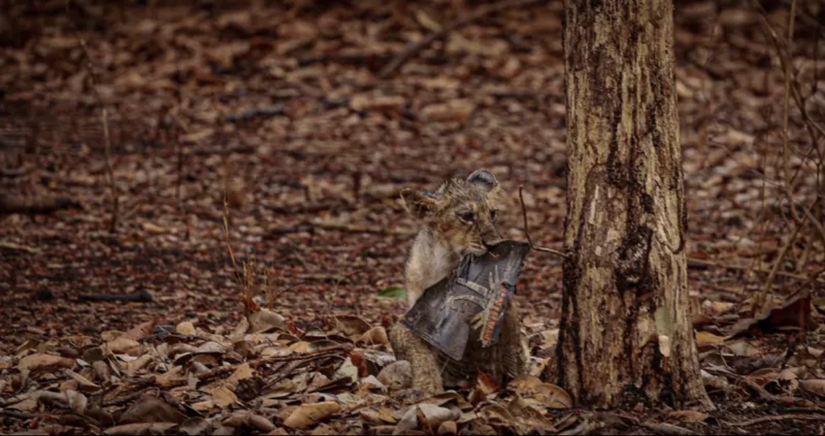 The Dangers of Plastic: A Lesson from Asiatic Lion Cubs