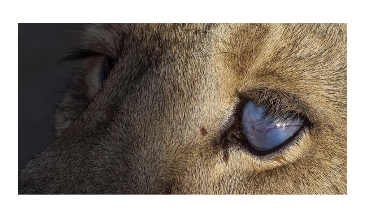 Blinded Majesty: Understanding the Causes of Eye Loss in the Mighty Asiatic Lion