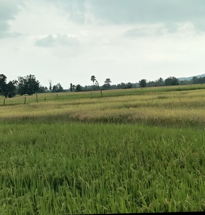 Farmers Panic in Marshaghai Over Cyclone" Arnav'' Despite No Official Alert.