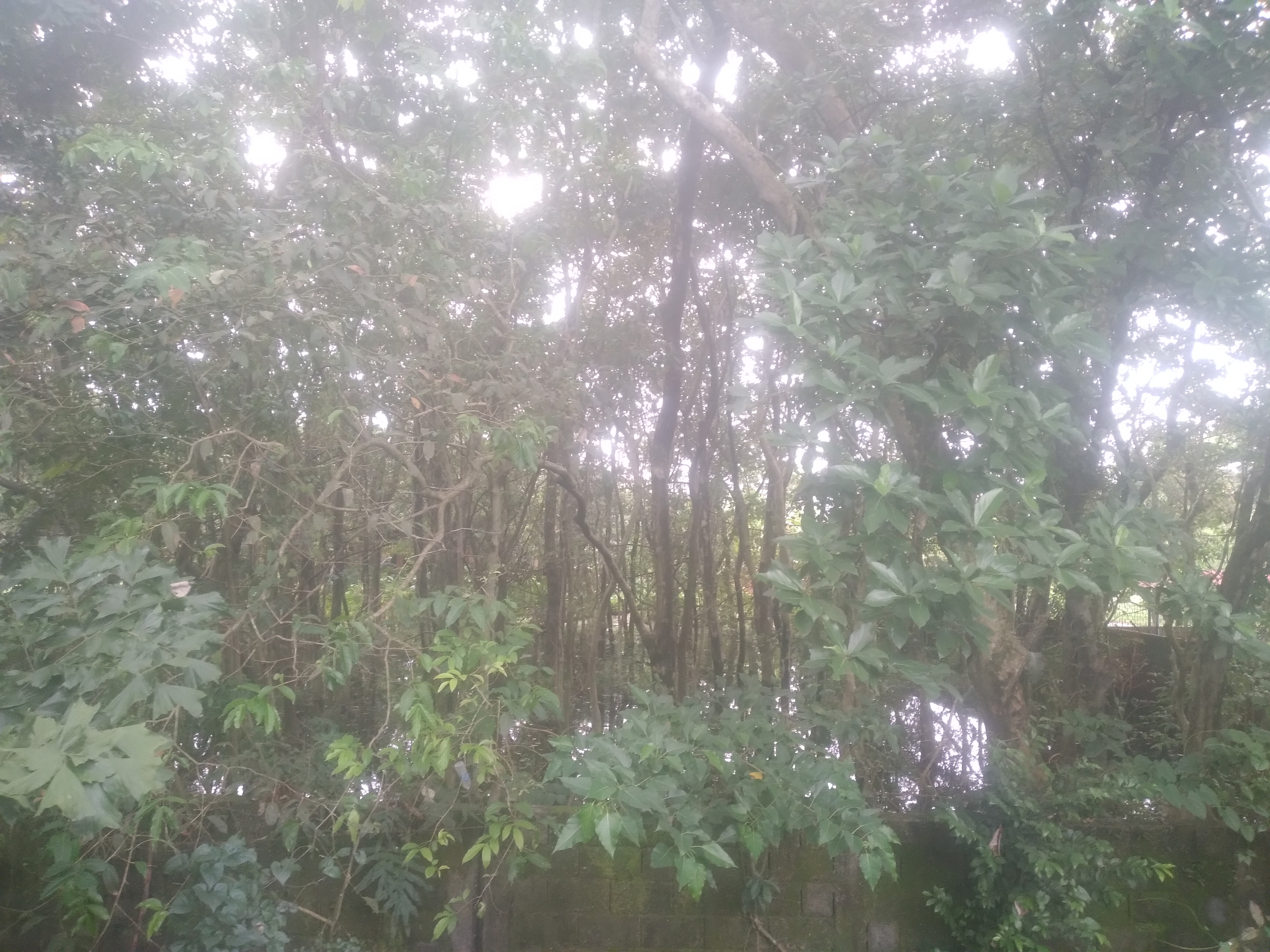 A young timber marchant harassment west Bengal forest corporation  intentionally 8 years carrier lost