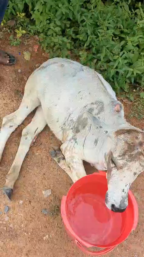 ब्रेकर के अभाव में रोज़ हो रहे गौमाता के हादसे, प्रशासन से तत्काल कार्रवाई की मांग