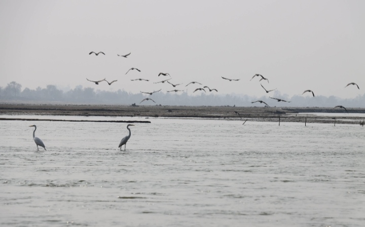 Kurshela's Hidden Wetland: A Paradise for Migratory Birds