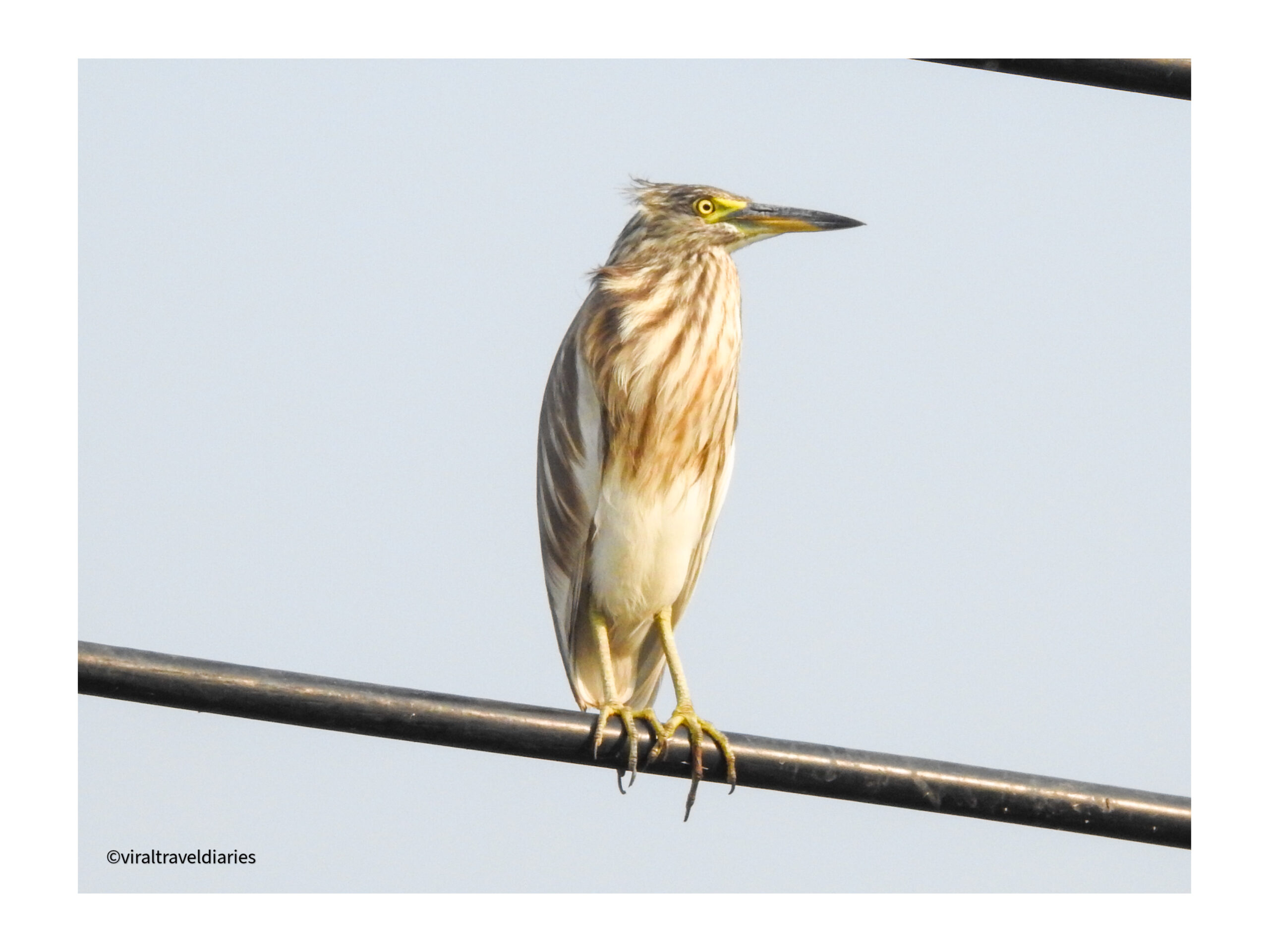 The Quiet Beauty of the Indian Pond Heron
