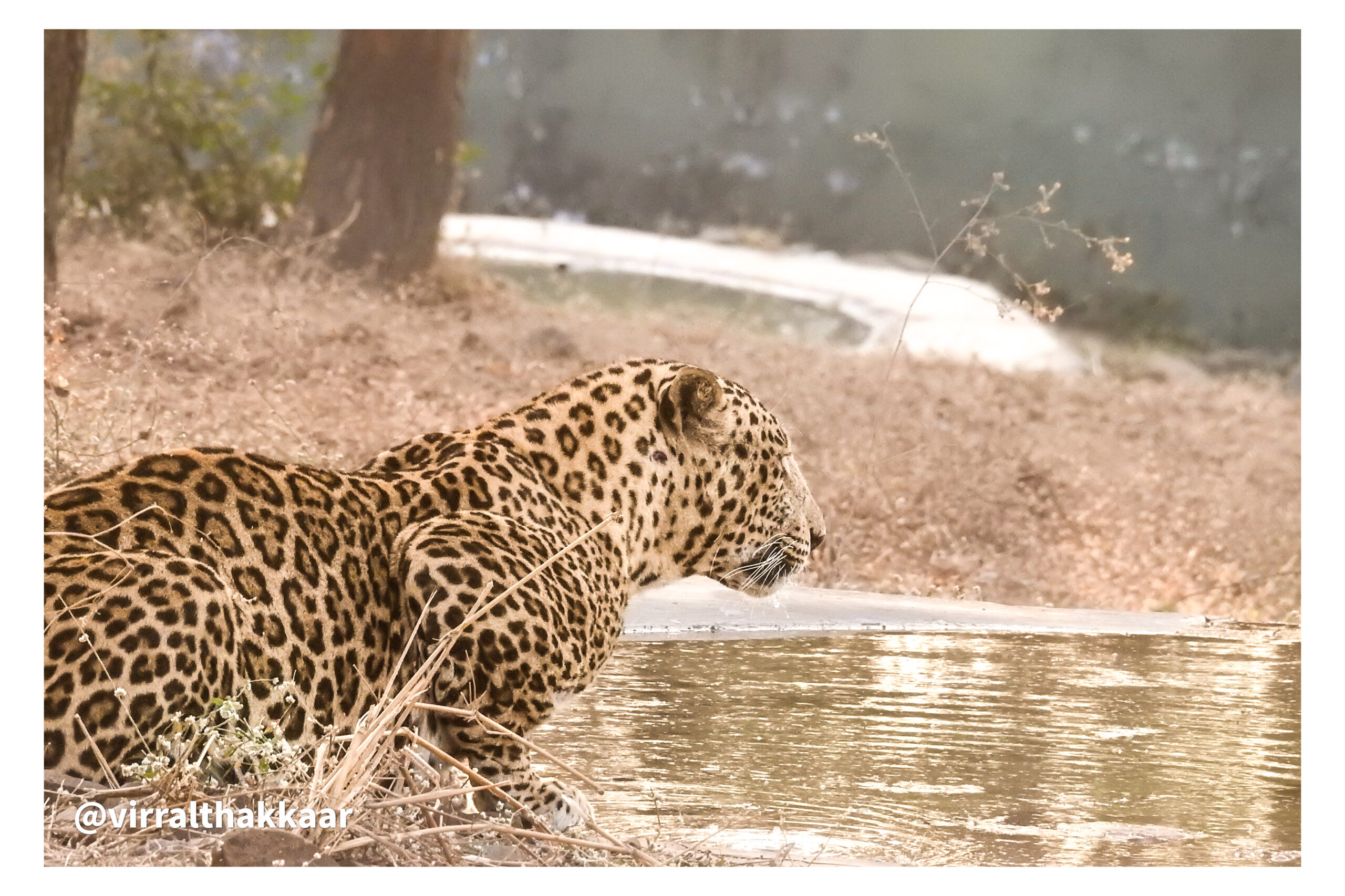 A Silent Moment with a Leopard in Sasangir