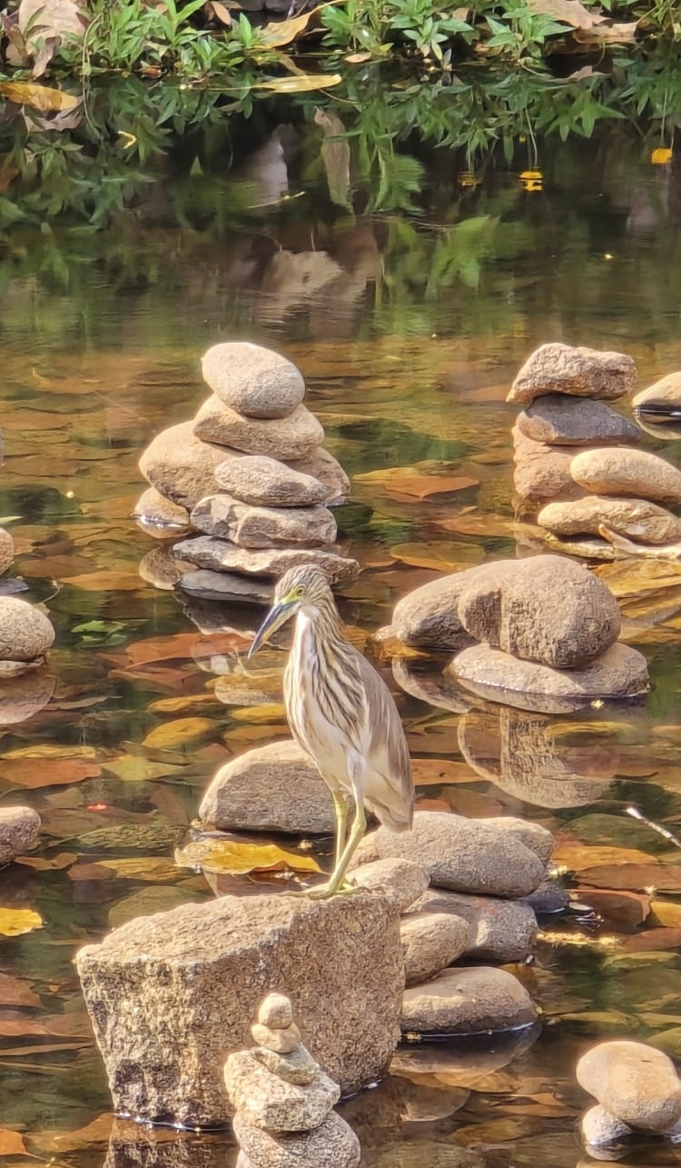 Indian Pond Heron (Ardeola grayii) seen in T Dasarahalli Lake