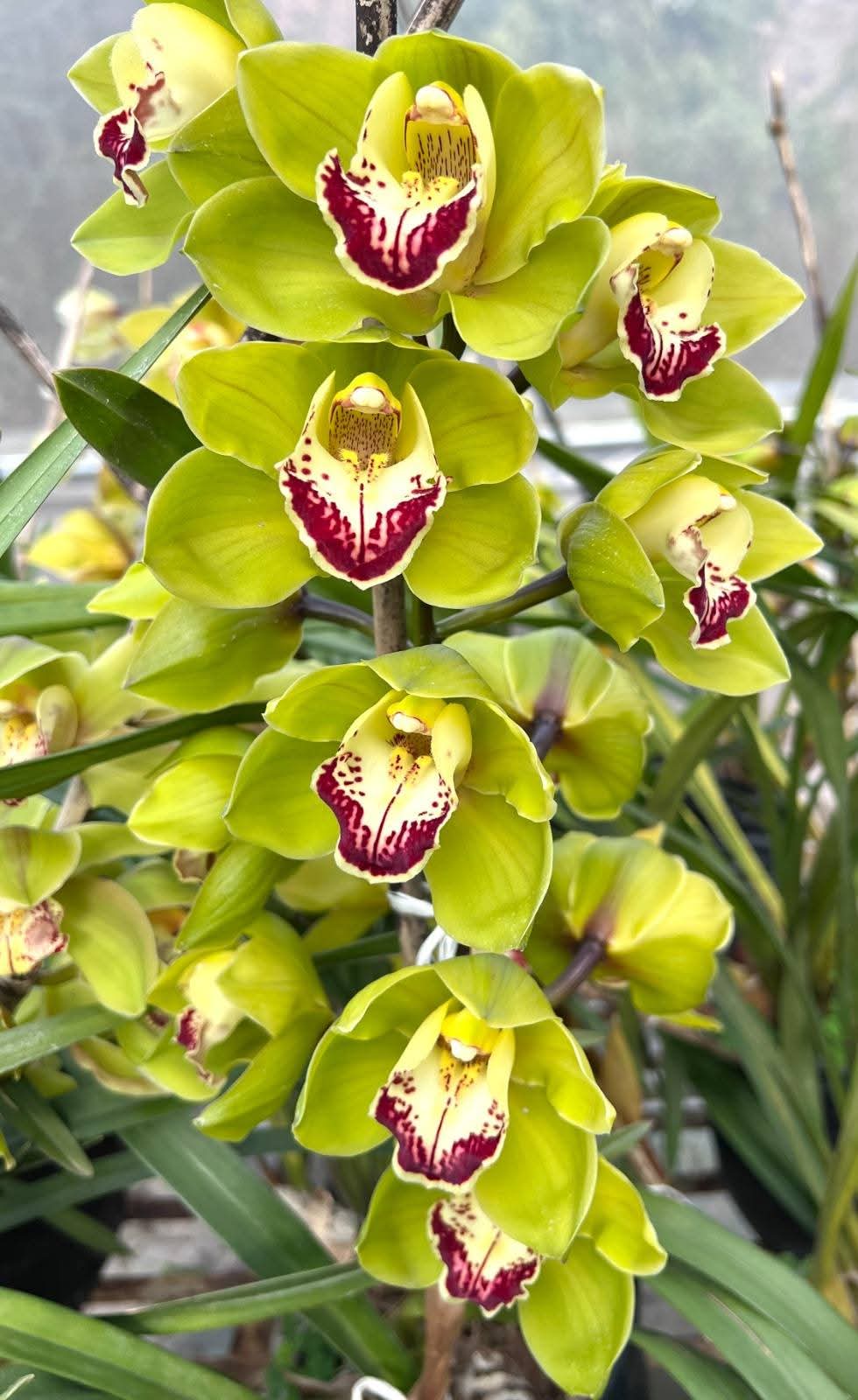 In the inauguration of the Orchid Park in Kaziranga, special attention was drawn to a hybrid orchid named “Seujia Kaziranga” (Green Kaziranga) developed by Sikkim’s orchid expert Dr. Mohan Pradhan.