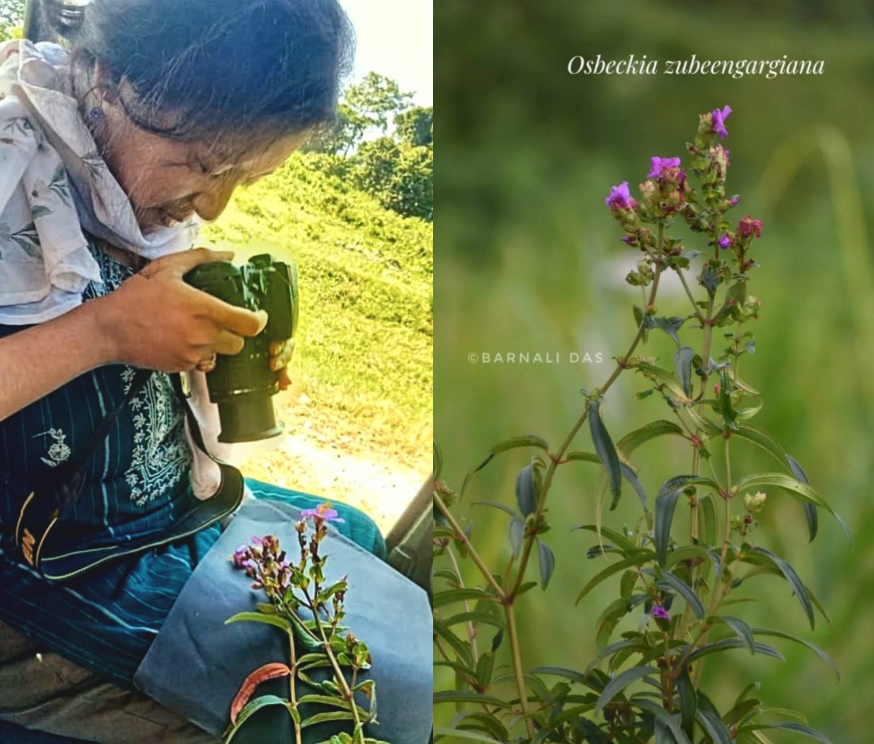 A new plant species discovered in Assam has been named after Zubeen Garg by researchers of Gauhati University.