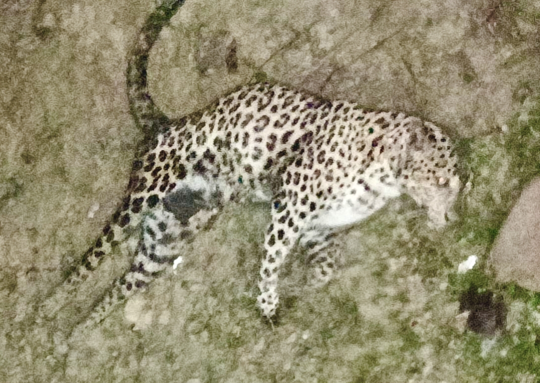 Injured Leopard from Sensowa Tea Estate,Assam Taken to Wildlife Rescue and Rehabilitation Centre at Borjuri,Kaziranga