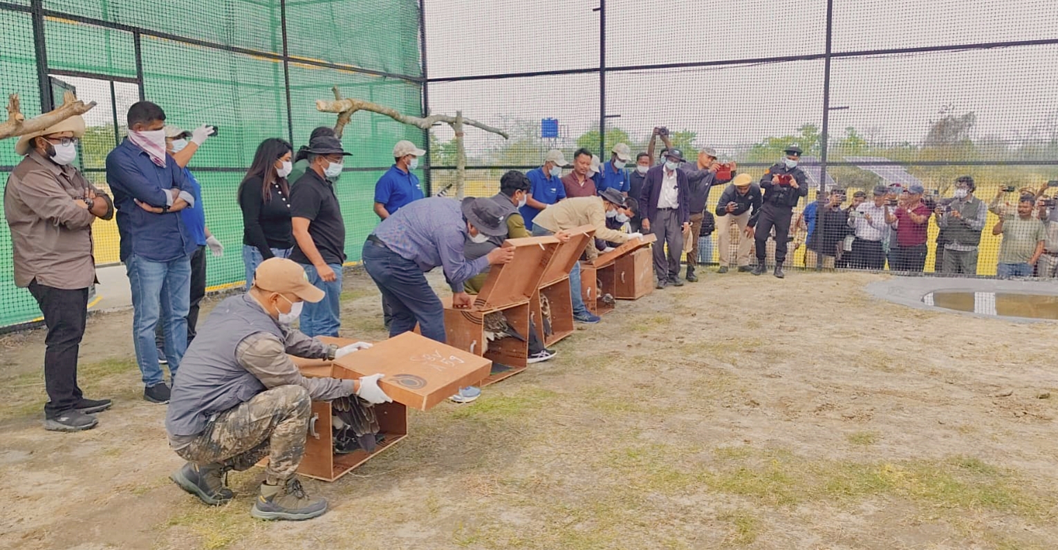 First time in Assam, five Slender-billed Vultures have been reintroduced at the Soft Release Centre in Kaziranga National Park.