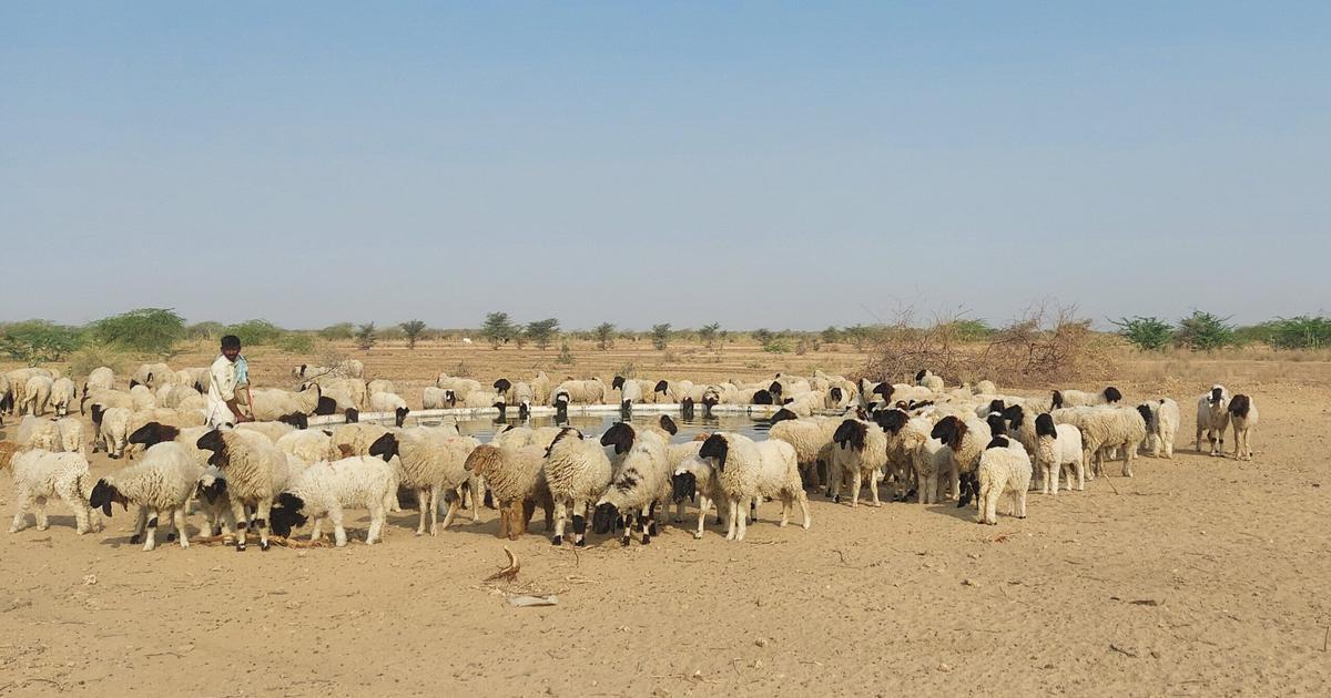 Rajasthan Residents Unite to Protect Sacred Groves Amid Solar Energy Expansion
