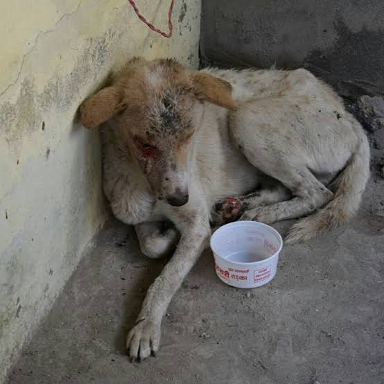 Cruelty towards animals in India