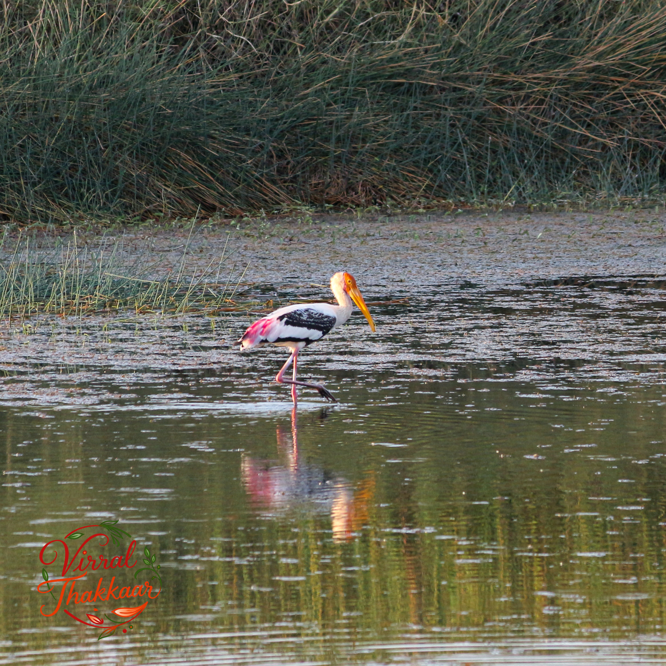 Painted Stork