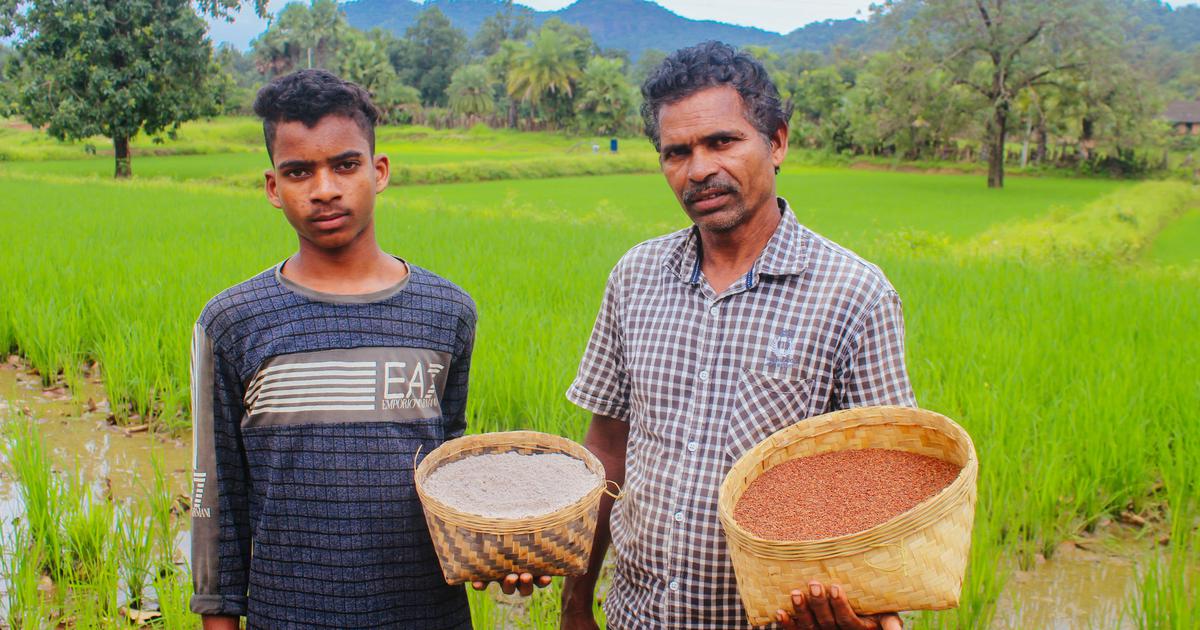 Guardians of Tradition: Odisha's Adivasi Farmers Sustain Indigenous Seed Varieties