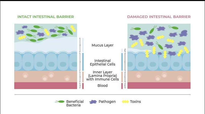 Emulsifiers in Everyday Foods: What Emerging Research Suggests