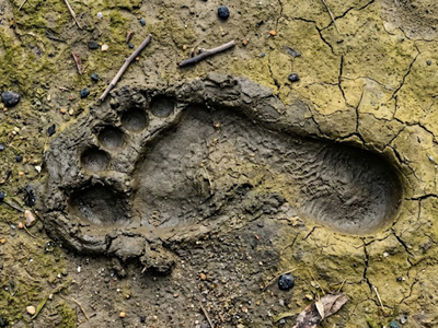 8,000-Year-Old Coastal ‘Superhighway’ Discovered in England Reveals Ancient Human and Animal Life