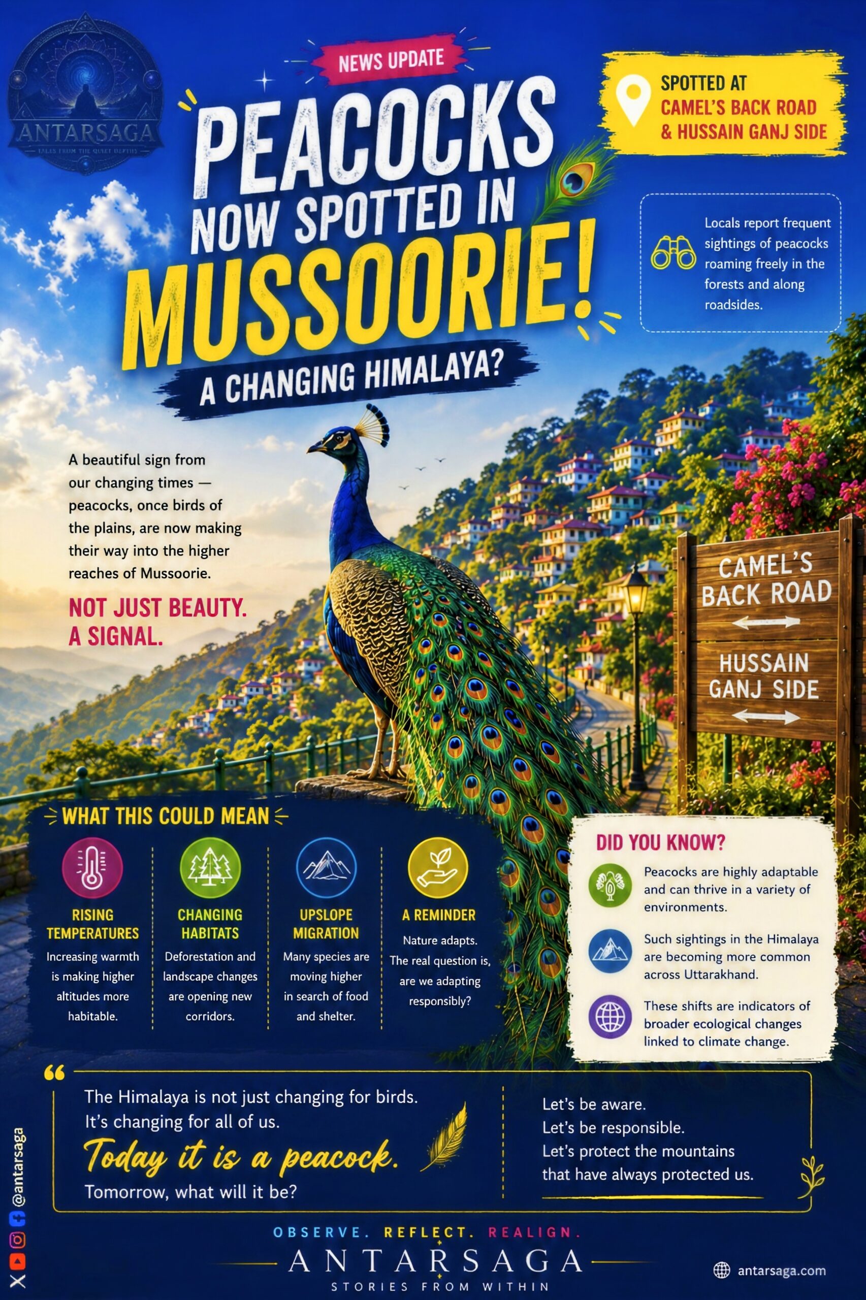 Peacocks Spotted in Mussoorie’s Higher Hills, Raising Ecological Questions