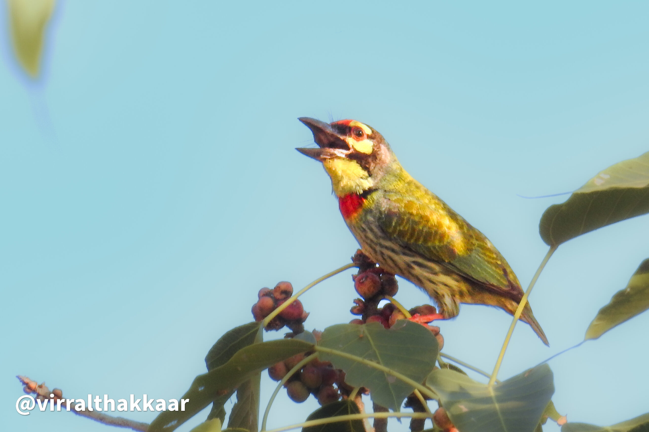Coppersmith Barbet