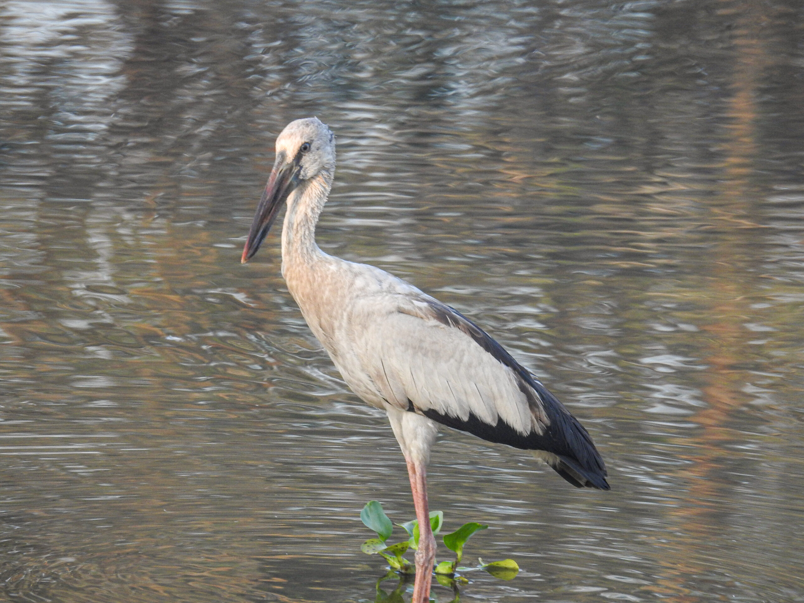Asian Openbill