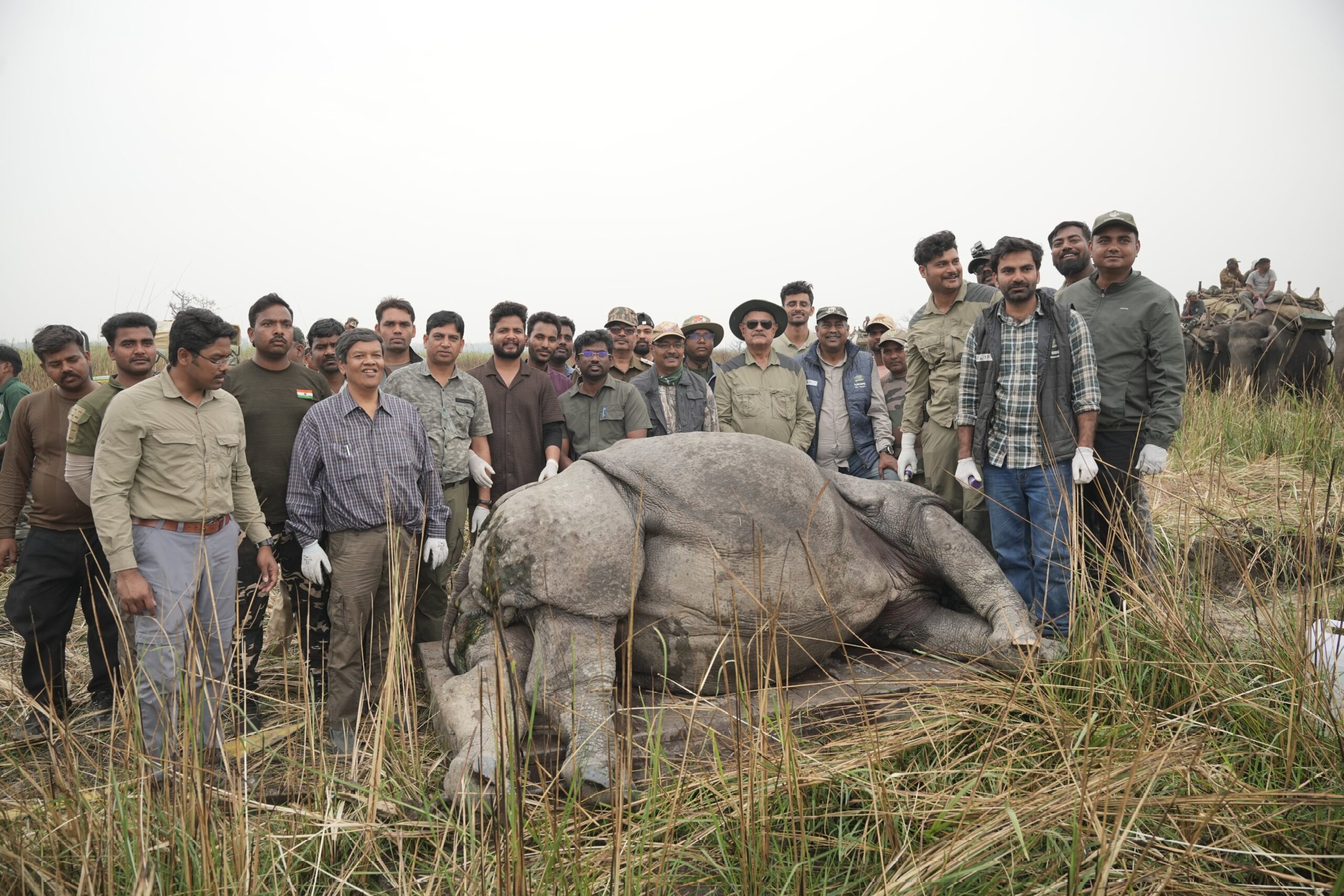 Four Greater One Horned rhinos released at Dudhwa Tiger reserve, boosting conservation efforts :