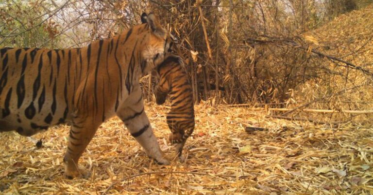 Connecting the Dots: Wildlife Corridors Boost Tiger Population Between Madhya Pradesh and Chhattisgarh