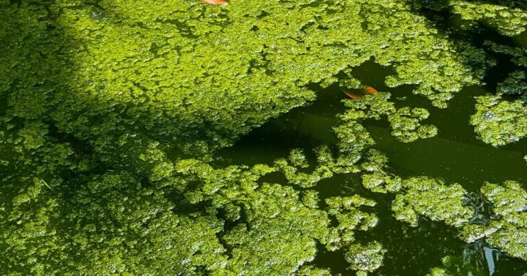 Kochi Pioneers Microalgae Technology for Air Purification and Carbon Sequestration