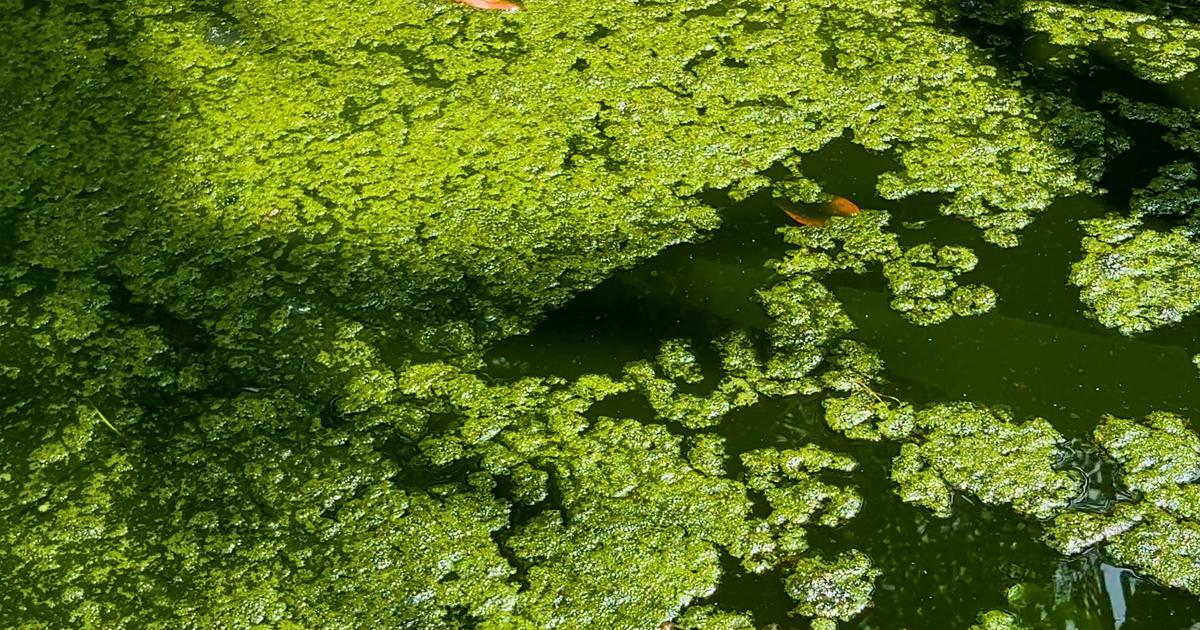 Kochi Pioneers Microalgae Technology for Air Purification and Carbon Sequestration