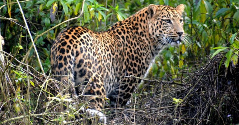 Maharashtra Relocates 25 Leopards to Gujarat's Vantara Wildlife Rescue Centre