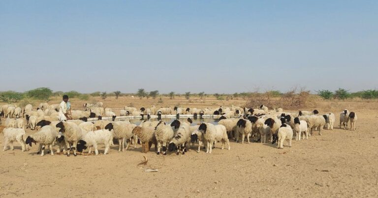 Rajasthan Residents Unite to Protect Sacred Groves Amid Solar Energy Expansion