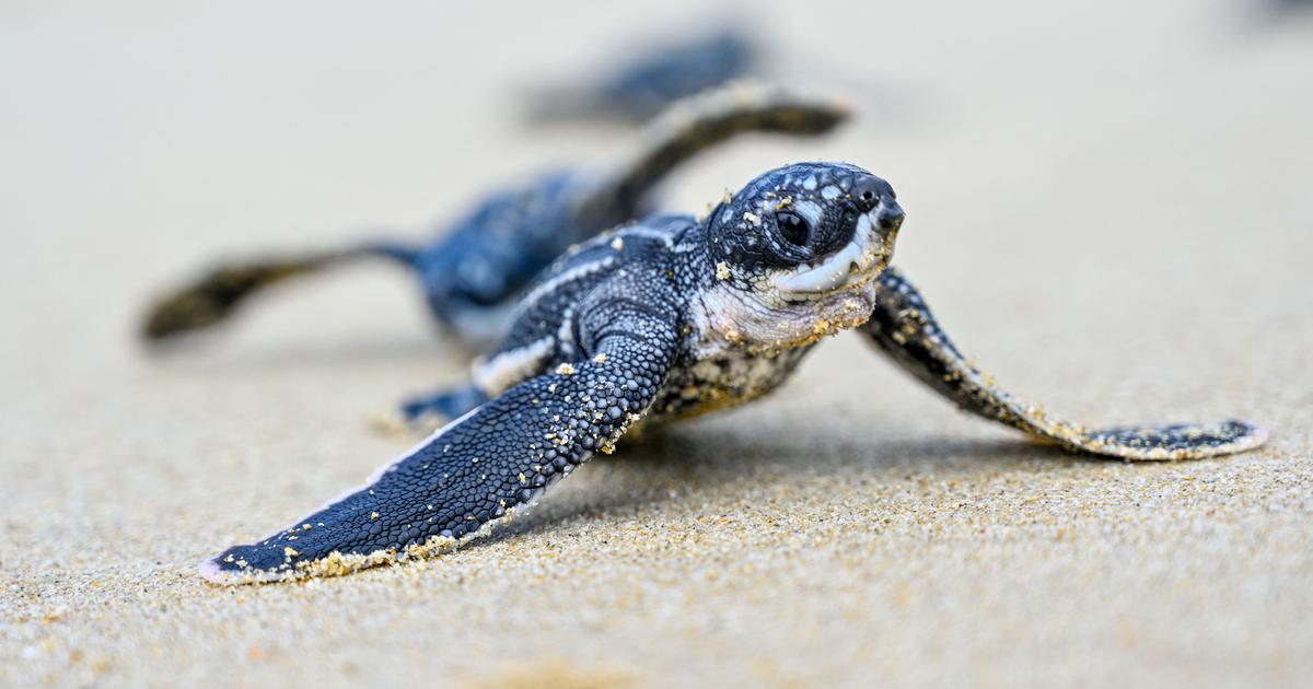 Record Turtle Nesting at Great Nicobar Island Challenges NGT’s Approval of Mega Project