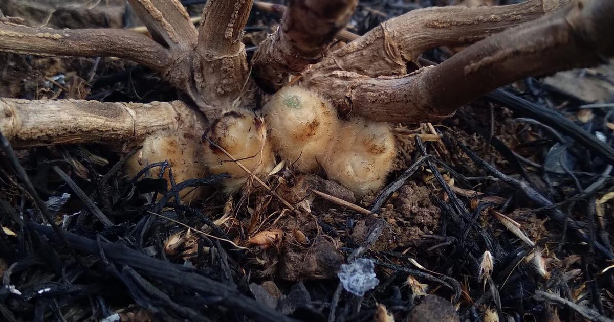 पश्चिमी घाटों में कुछ पौधे अपनी कलियों की रक्षा के लिए कपास जैसे आवरण धारण कर रहे हैं