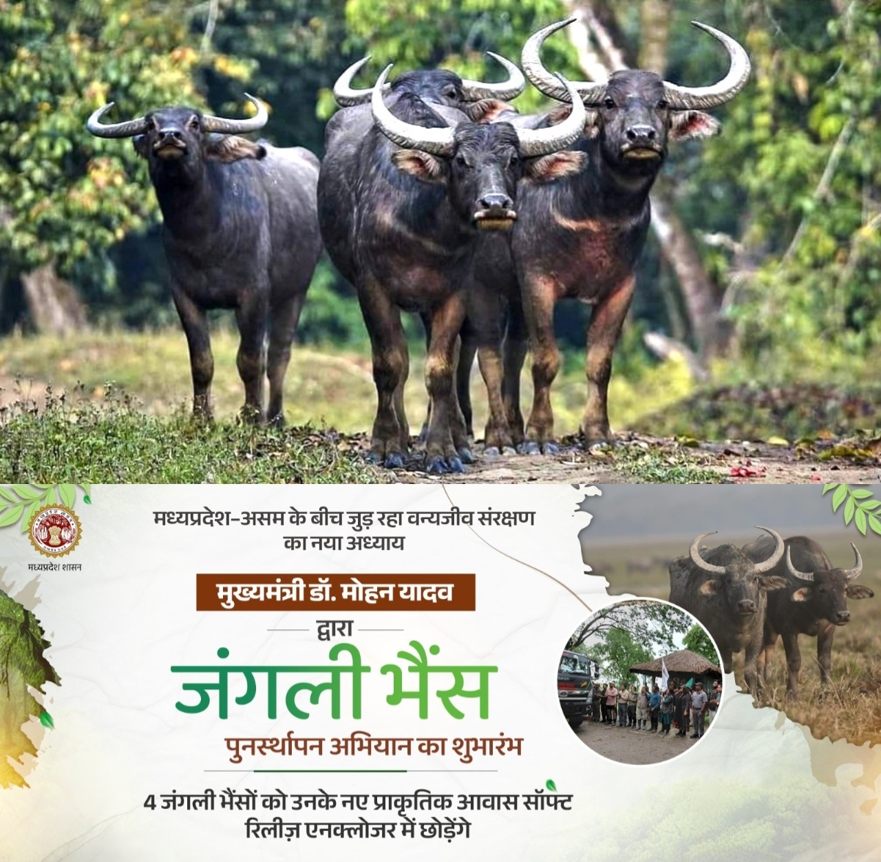 Four Asiatic Wild Buffaloes Translocated from Kaziranga to Kanha Tiger Reserve