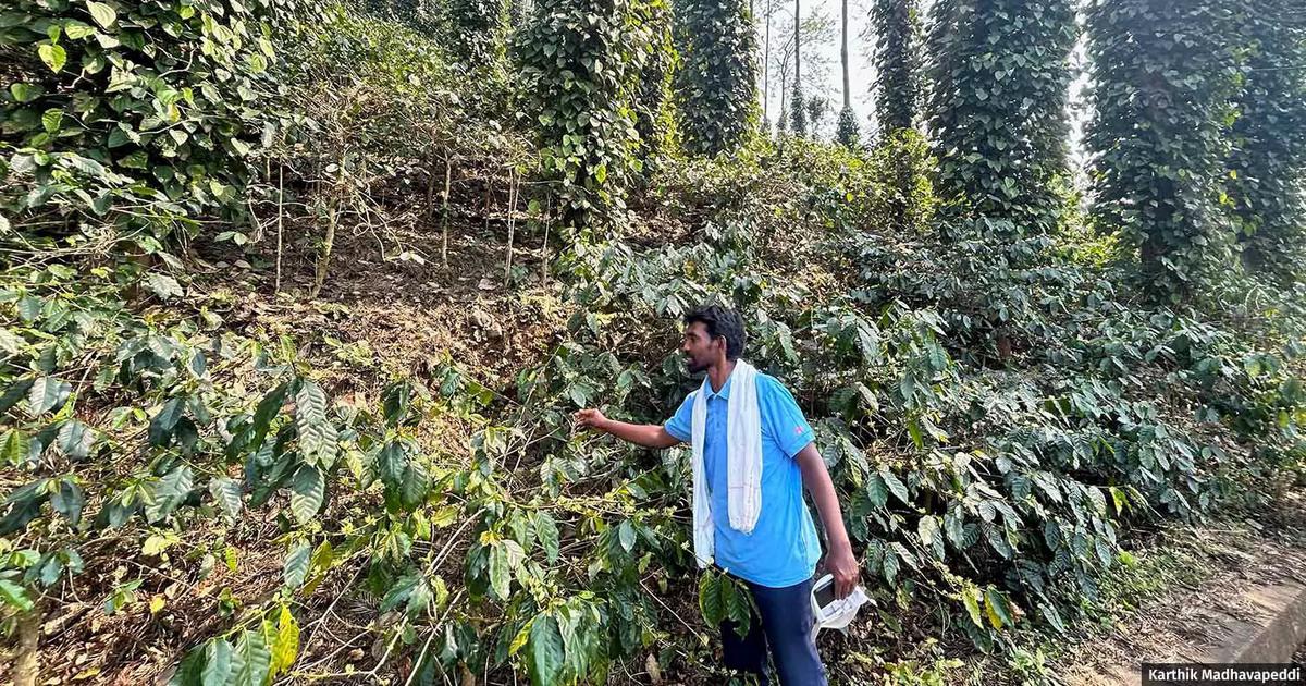 Araku Coffee Farmers Pioneering Solutions to Combat Climate Change