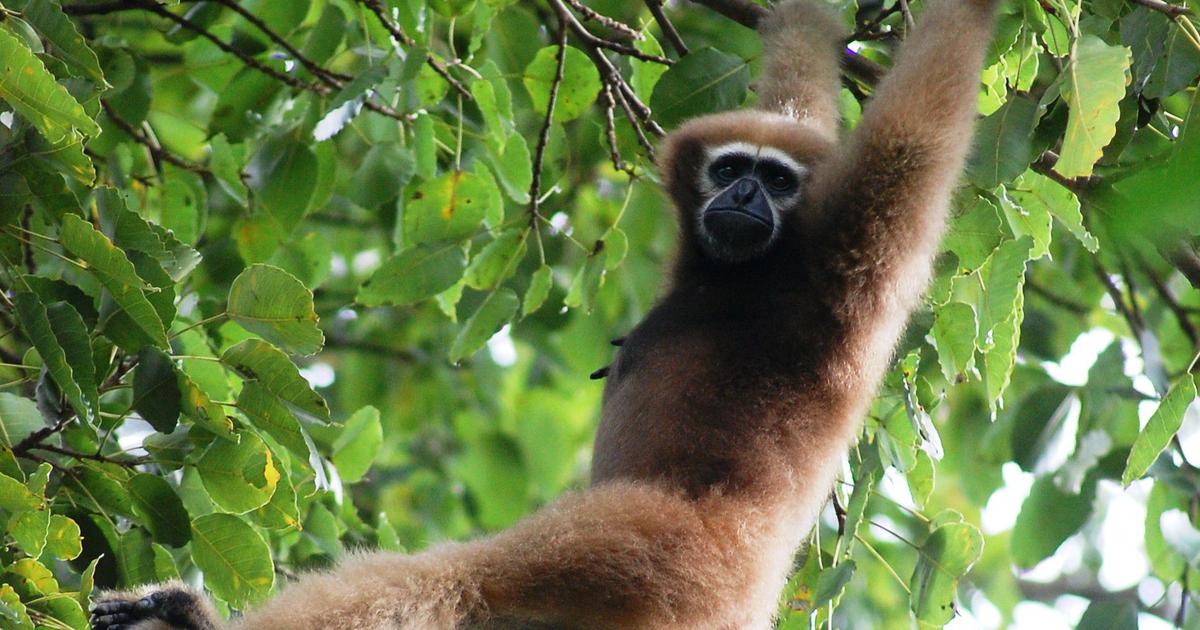 Enchanting Folk Tale from Tripura: The Transformation of a Man into a Gibbon