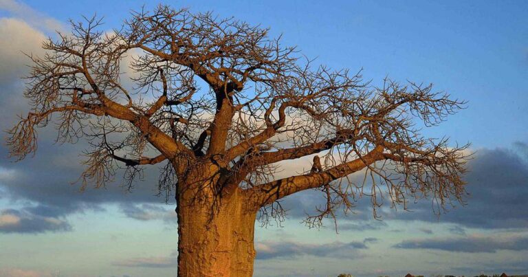 Exploring Eco-Dystopian Narratives: How Asian and African Literature Confronts Environmental Crisis