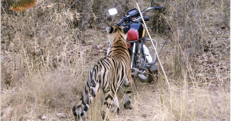 From Struggles to Stardom: The Journey of Tigress Maya, a National Treasure