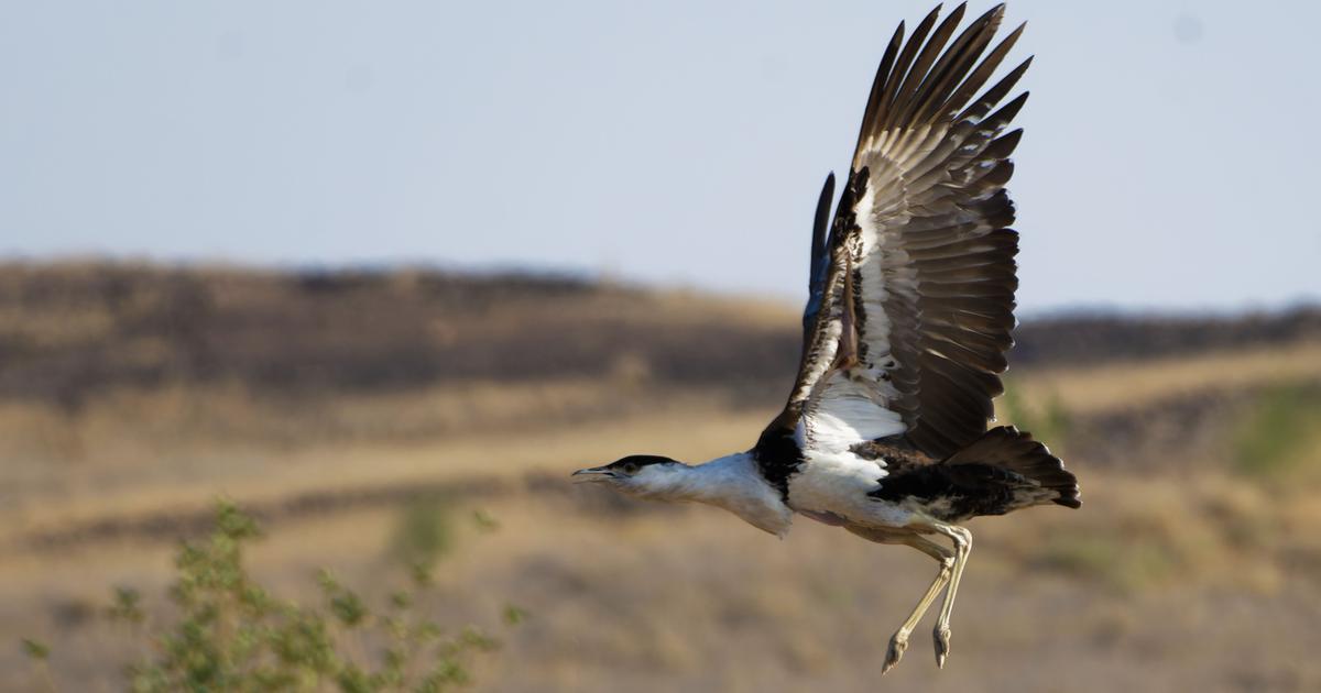 Gujarat Celebrates Birth of First Great Indian Bustard Chick in a Decade