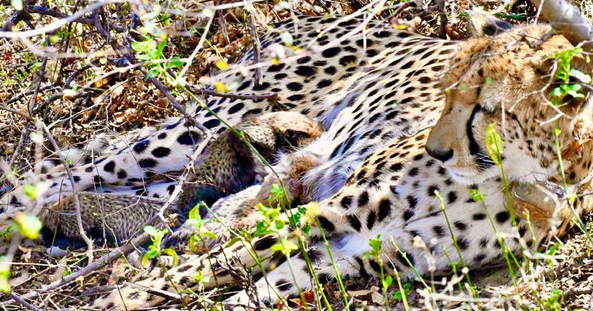 Historic Birth: First Wild Cheetah Cubs Born in Kuno National Park Since Translocation Project Launch
