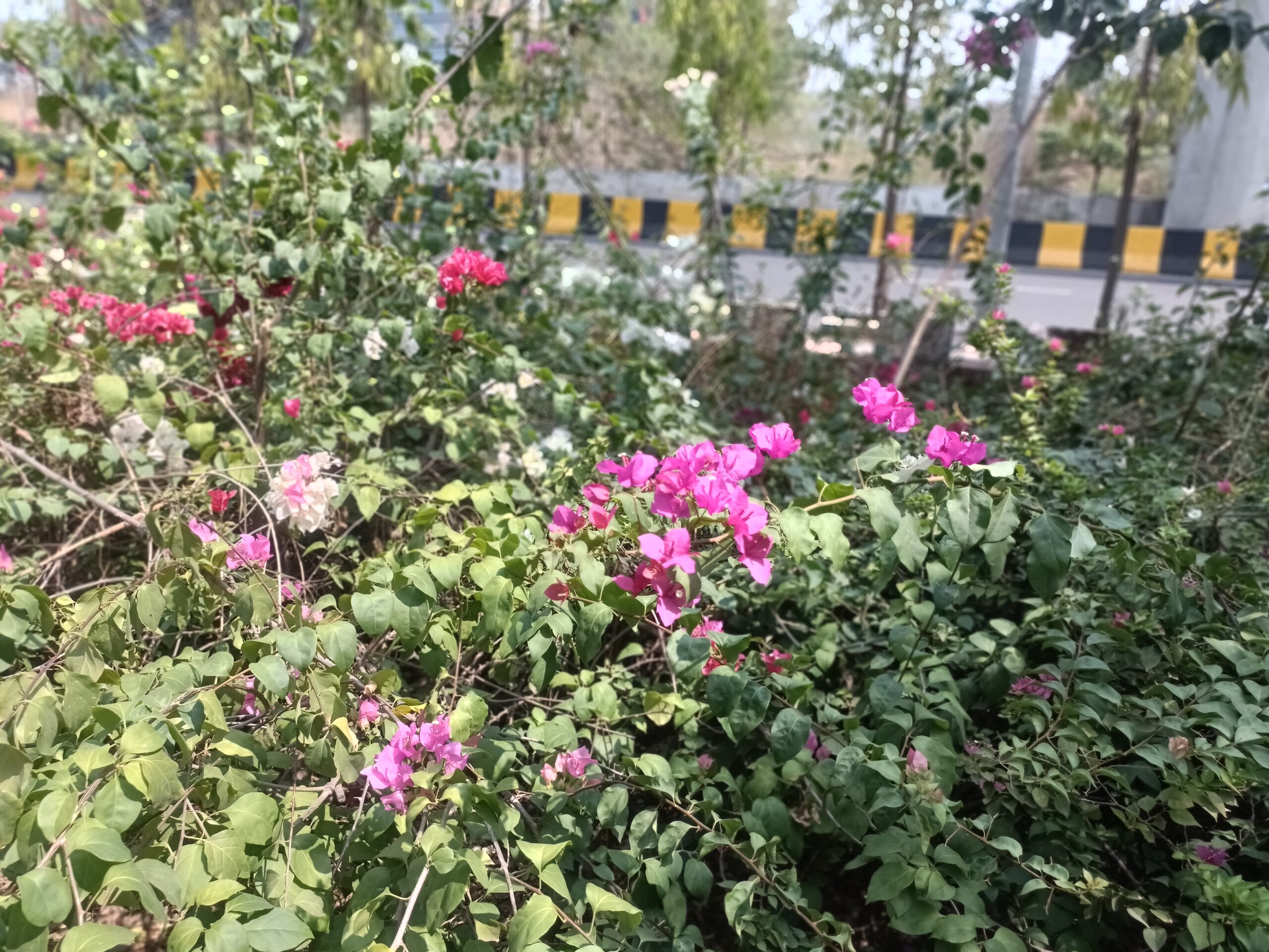बगीचों के लिए एक शानदार विकल्प (Bougainville)a