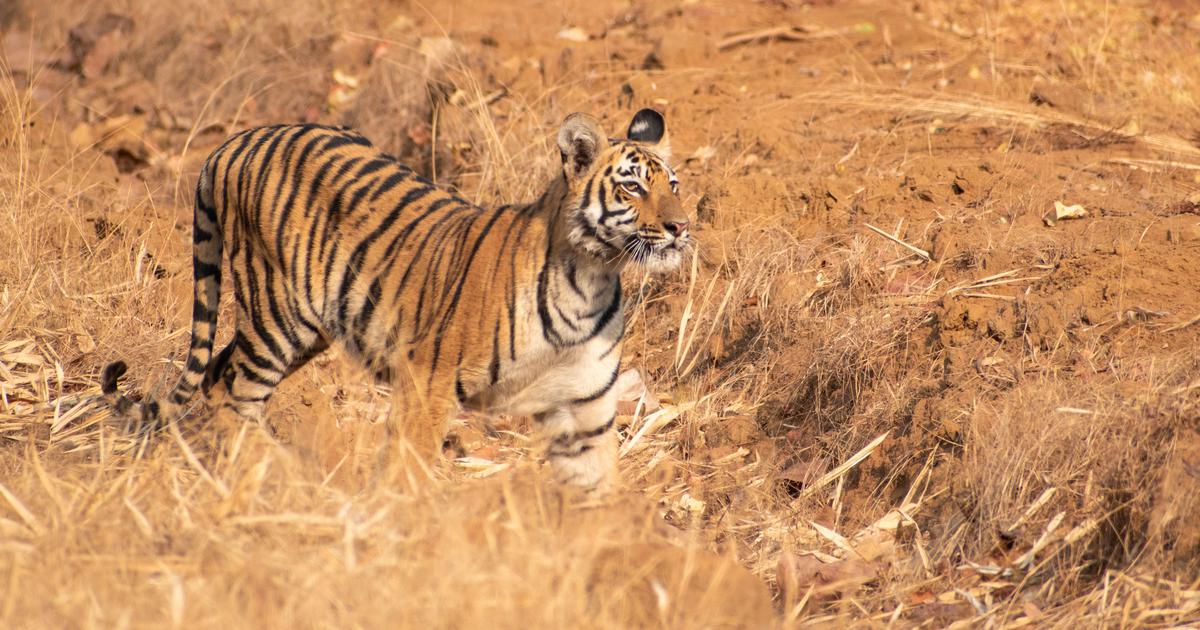 Maharashtra Government Suspends Controversial Iron Mining Project Near Tadoba Tiger Reserve