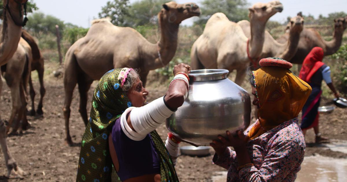 Nomadic Pastoralists Face Crisis as Grazing Lands Disappear in Madhya Pradesh