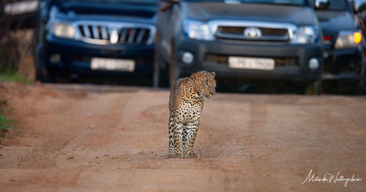 Surging Tourist Traffic Causes Leopard Traffic Jams in Yala National Park, Threatening Wildlife Safety